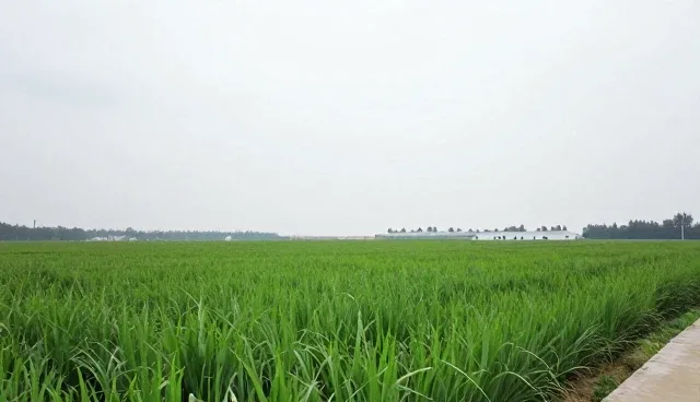 账号代运营中的性能优化适用场景与限制
